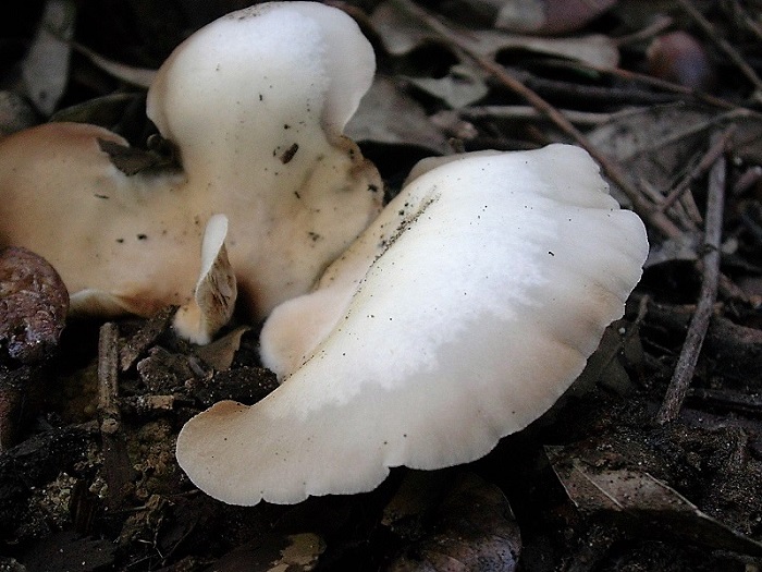 875 Dicembre vecchio ritrovamento